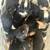 Puppies 3 thumbnail