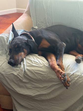 Lost Dog 1