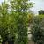 Ficus 13 thumbnail