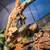 Bearded Dragon with all essentials 2 thumbnail
