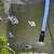 Polar Blue Parrot Saulosi electric yellow blue kenyi cichlids hornwort 2 thumbnail