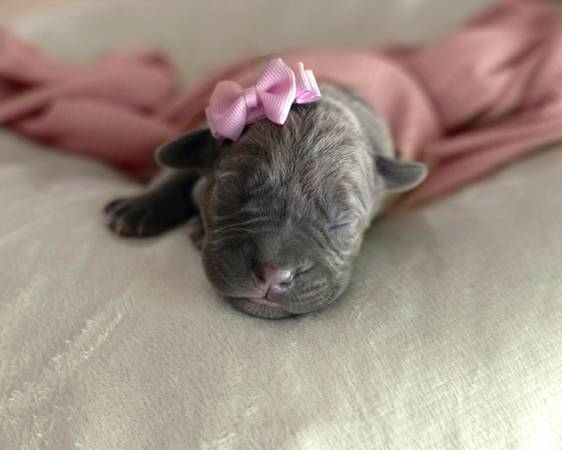 Cane corso puppy for rehoming (Female) Blue (Amity)63902986995971120