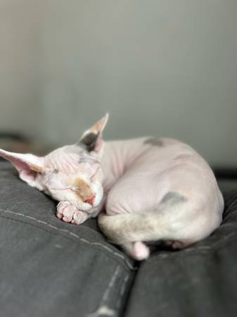 Rehoming Sphinx cat (Hammond)63844236627073120