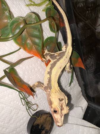 Reubicación de reptiles (West Columbia)