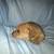 Adorable puppies 4 thumbnail