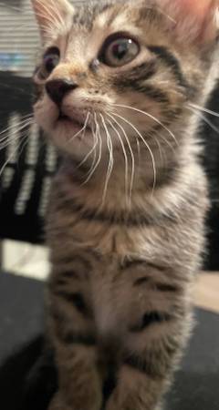 6 week old grey tabby kitten (Phoenix)64047951125379122