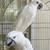 Umbrella cockatoos 5 thumbnail