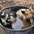 Kunekune piglets and parents 1 thumbnail