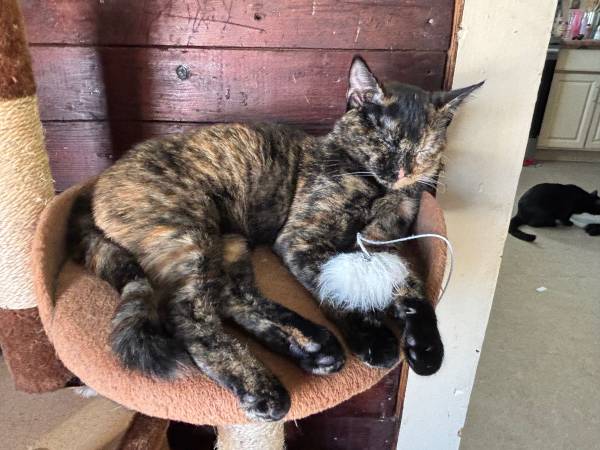 Hembra dulce de un año busca buen hogar. (Plattsburgh)63994303082115120