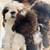 ShihTzu pups 1 thumbnail