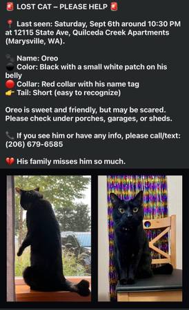 GATO PERDIDO – Negro, Cola Corta, Collar Rojo – Marysville (Quilceda Creek Apts) (Marysville)63750293089539120