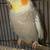 Cockatiels needing new home 7 thumbnail
