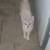 KITTY REHOMING 5 MONTHS 1 thumbnail