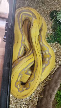 Reticulated python 1