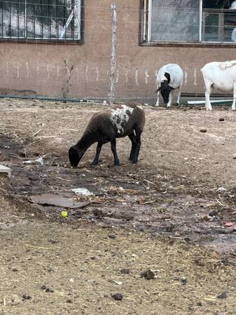 Dorper Lamb 1
