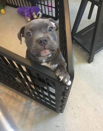 Male + Female PIT Available 1