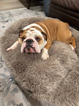 Rehoming this beautiful 2 yr old English Bulldog63684398503939122