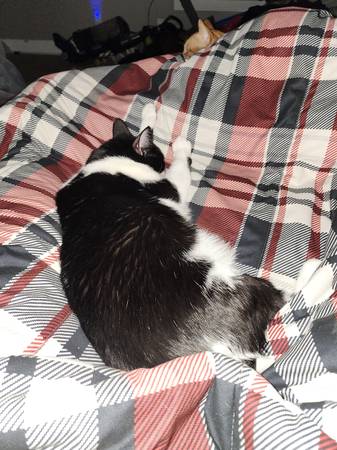 Gato dulce busca hogar para siempre (Dover)63656332140803120
