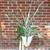House Plant - Ananas Lucidus - Red Spineless Pinapple 7 thumbnail