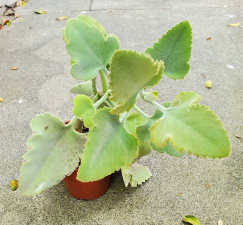 Felt Plant Velvet Leaf - $15 (Santa Monica)63471469324803122