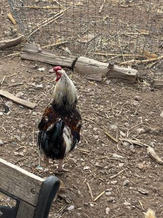 Free Rooster (Nambe)529790752754257921
