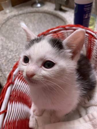 5 1/2 week old kittens (Federal way)64032525138306122