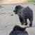 Chow Chow Puppies 2 thumbnail