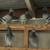 Long distance homing pigeons 1 thumbnail