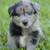 Border Collie Austrailian Shepards (Border Aussie) 13 thumbnail