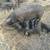 Feeder Pigs/Piglets Fed Some Produce and Organic Non Soy Feed 4 thumbnail