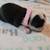 Boston Terrier Puppies 8 thumbnail