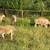 9 young ewe hair sheep katadin 4 thumbnail