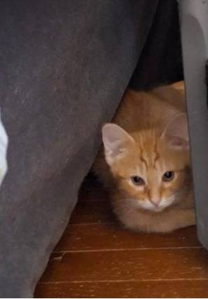 9 week old kittens (Clintonville/ N. Columbus)63149019574147124