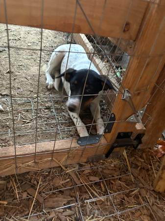 Rehoming 2 female cattle dogs (NW Portland)63842374157185120