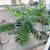 3 Healthy plants in a large pot 1 thumbnail