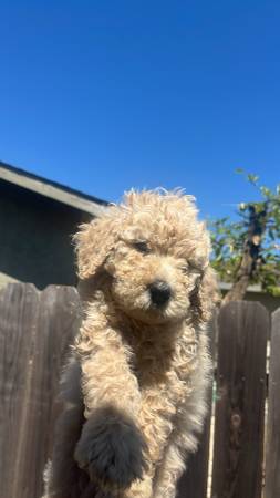Golden doodle (fairfield / vacaville)63696416690435120