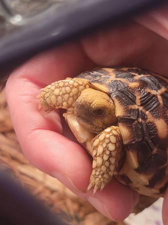 ISO Tortoise (Brodheadsville)63487045506563120