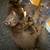 Manx/Bobtail Kittens 1 thumbnail