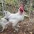 purebred lavender orpingtons roosters 1 thumbnail