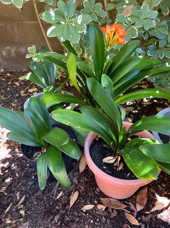Clivia  plant without pot 1