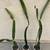 Large Fully Rooted Potted Red/Magenta/Purple Dragon Fruit Plant 5 thumbnail