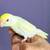 Parrotlet 1 thumbnail