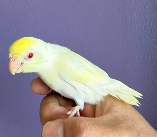 Parrotlet 1