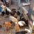 Hens and rooster 8 thumbnail