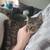 CAT SITTER WANTED 5 thumbnail
