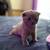 scottish fold kitten for sale 8 thumbnail