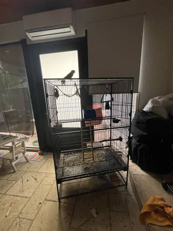 conour/ love bird (Miami)63936142399106124