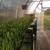 THREE 24’ X 96’ GREENHOUSE KITS-(6,912 ft of growing space) 20 thumbnail