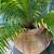 Beautiful Sago Palm 1 thumbnail