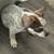 Rehoming of Frenchie Mix Puppy 11 thumbnail